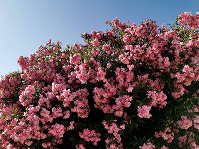 春天蓝上的粉色夹竹桃图片