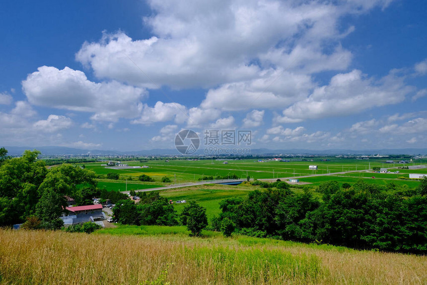 夏季北海道的稻田图片