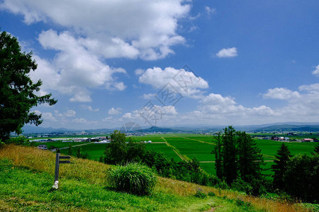 夏季北海道的稻田图片