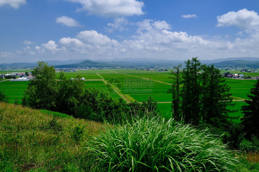 夏季北海道的稻田图片