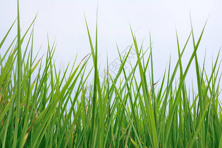 稻田群蓝天背景的稻田图片