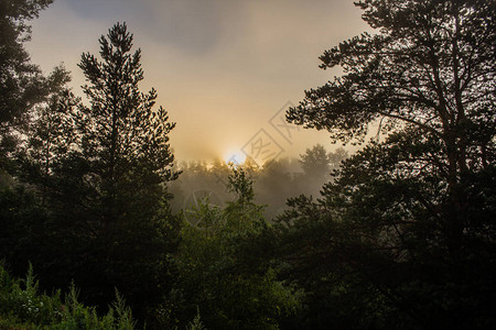 早晨森林上空的雾景图片