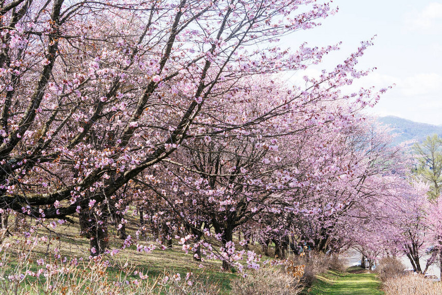 清水公园的樱花图片