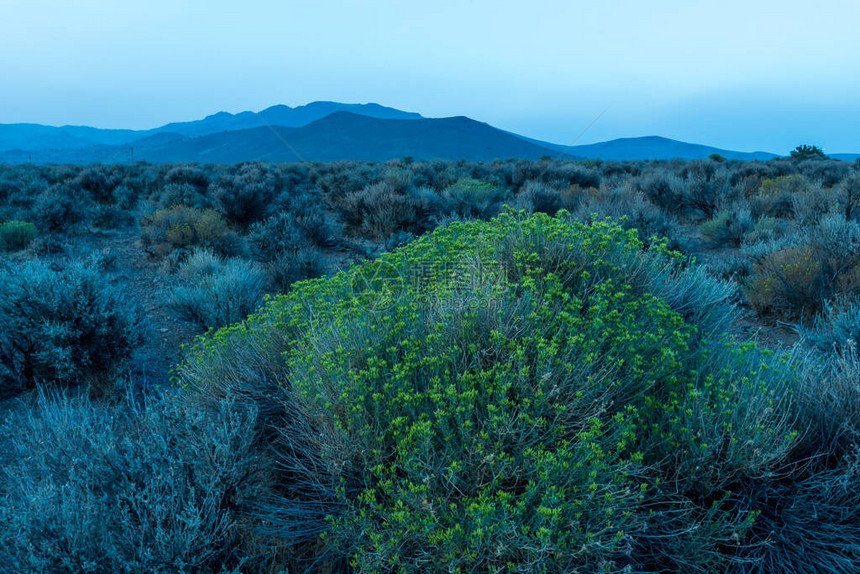 沙漠植物岩石山丘和黄昏的天空图片