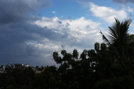 蓝天背景下芒果树的剪影照片图片
