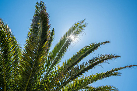 夏季热带棕榈树叶阳光在图片