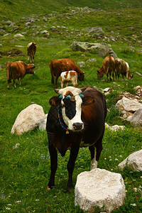 放牧的牛群的视图图片