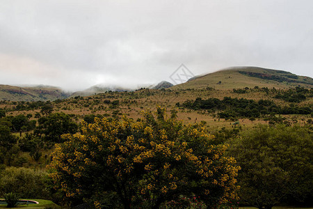 背景中有一棵开着黄色花的树和一座雾蒙的小山图片