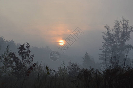 清晨的太阳升起时在林中和村图片