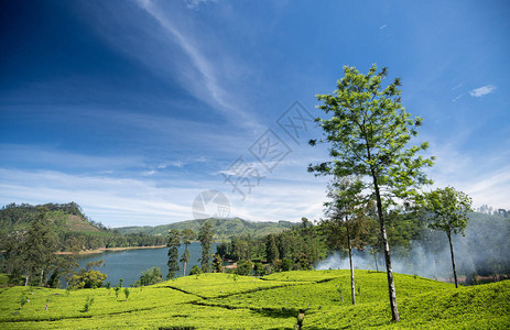 斯里兰卡Maskeliya地区美丽的茶高清图片