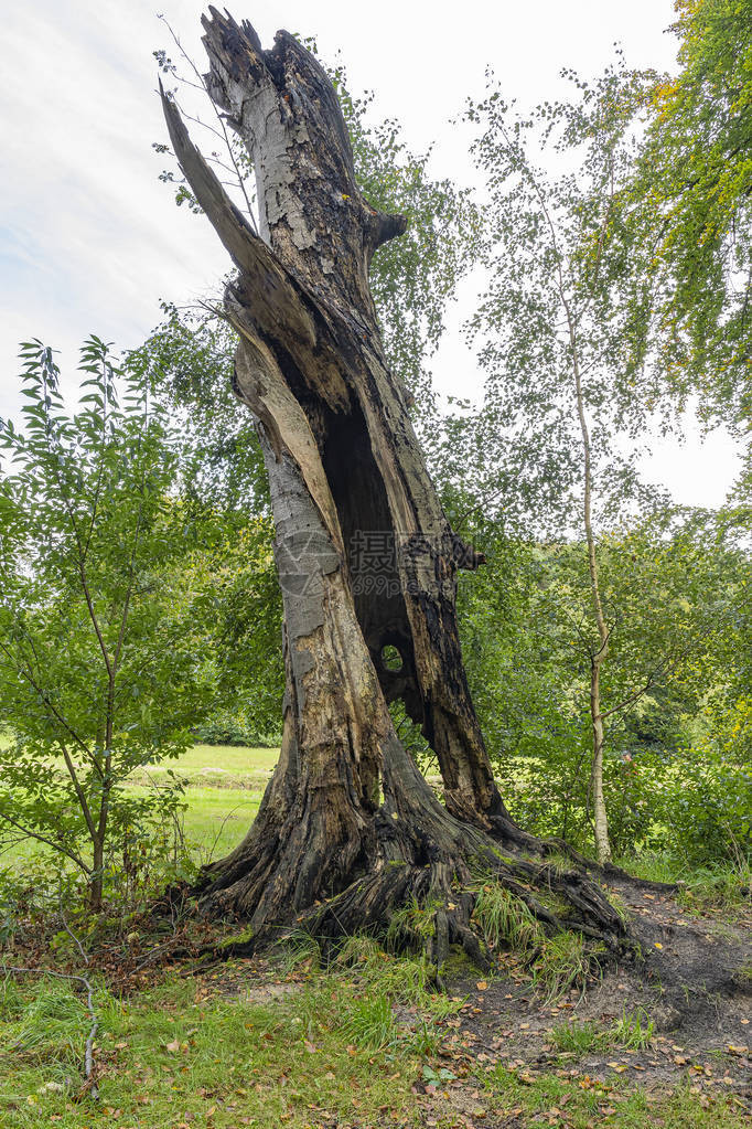 在荷兰瓦塞纳尔森林边缘附近的树干里有洞的一棵美丽图片