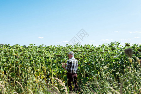 站在田间向日葵旁的戴草帽的个体经营农民图片
