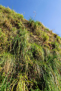用填土的镀锌铁丝石笼网箱绿色生活墙垂直花园外立面生长的图片