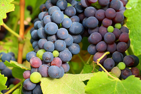 黑葡萄挂在葡萄园的树枝上葡萄成熟了葡图片