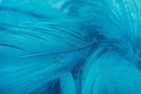 美丽的蓝色幻影趋势羽毛图案背景图片