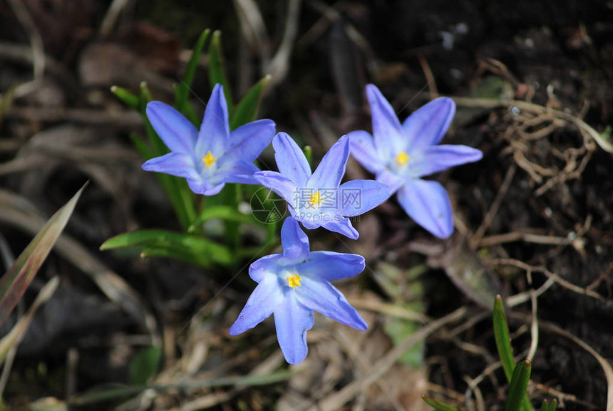 在俄罗斯加特契纳的春天花园里花朵图片