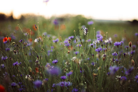 矢车菊和绿草在夏日草甸的夕阳下图片