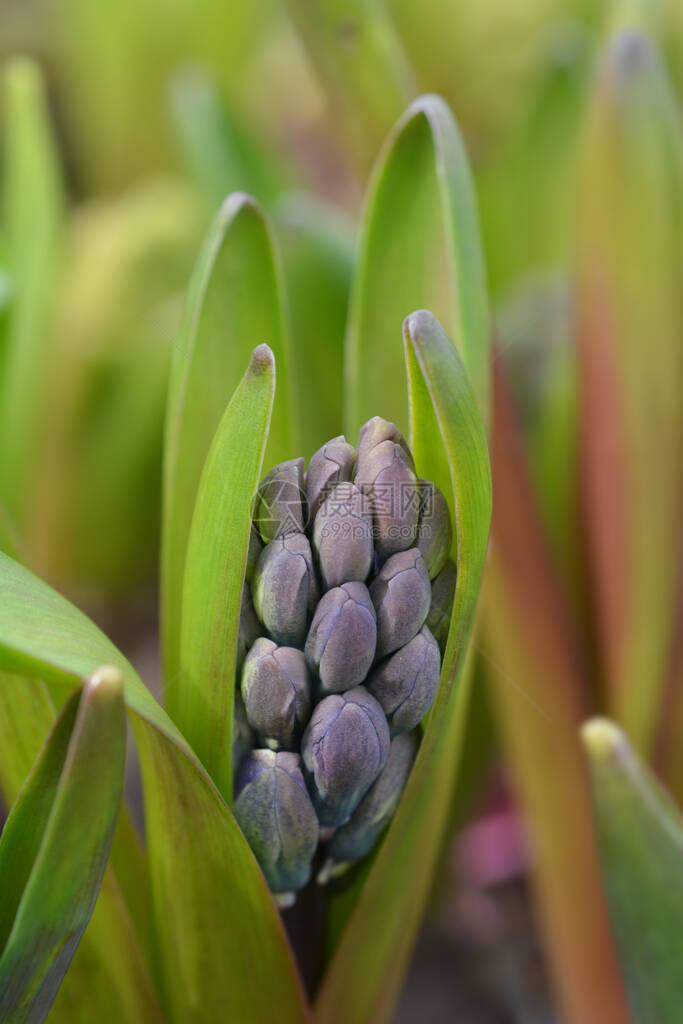 MultifloraHyacinthBlue花蕾拉丁名Hyacinthusmultiflor图片