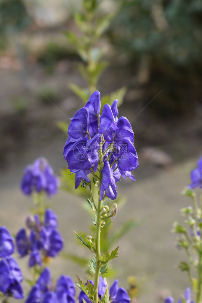 杂色附子花拉丁名Aconitumvari图片