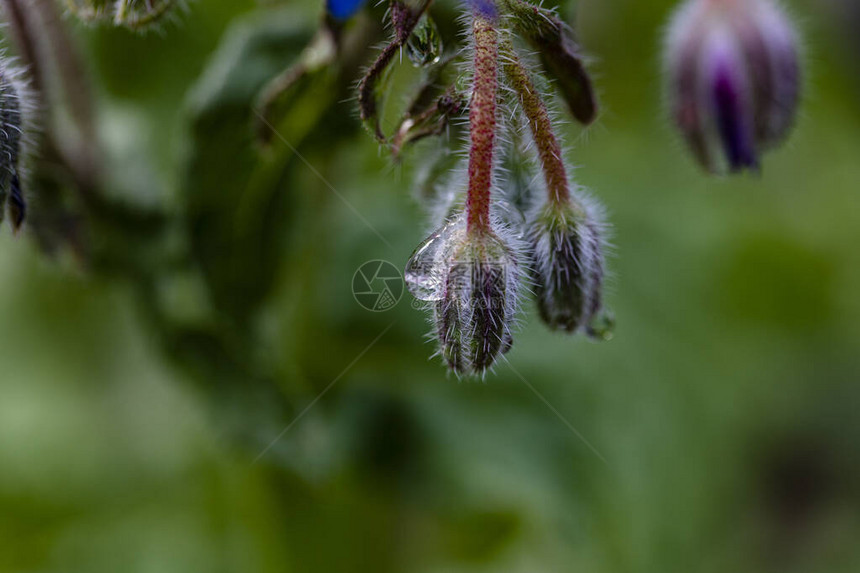 琉璃苣芽上的雨滴图片