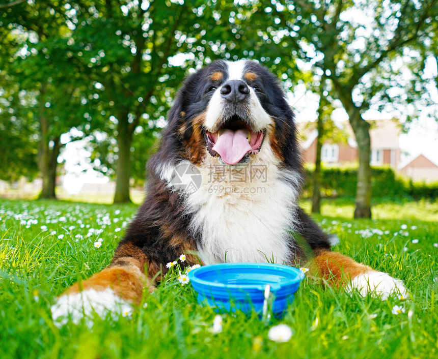 伯恩山犬在爱狗公园的肖像图片