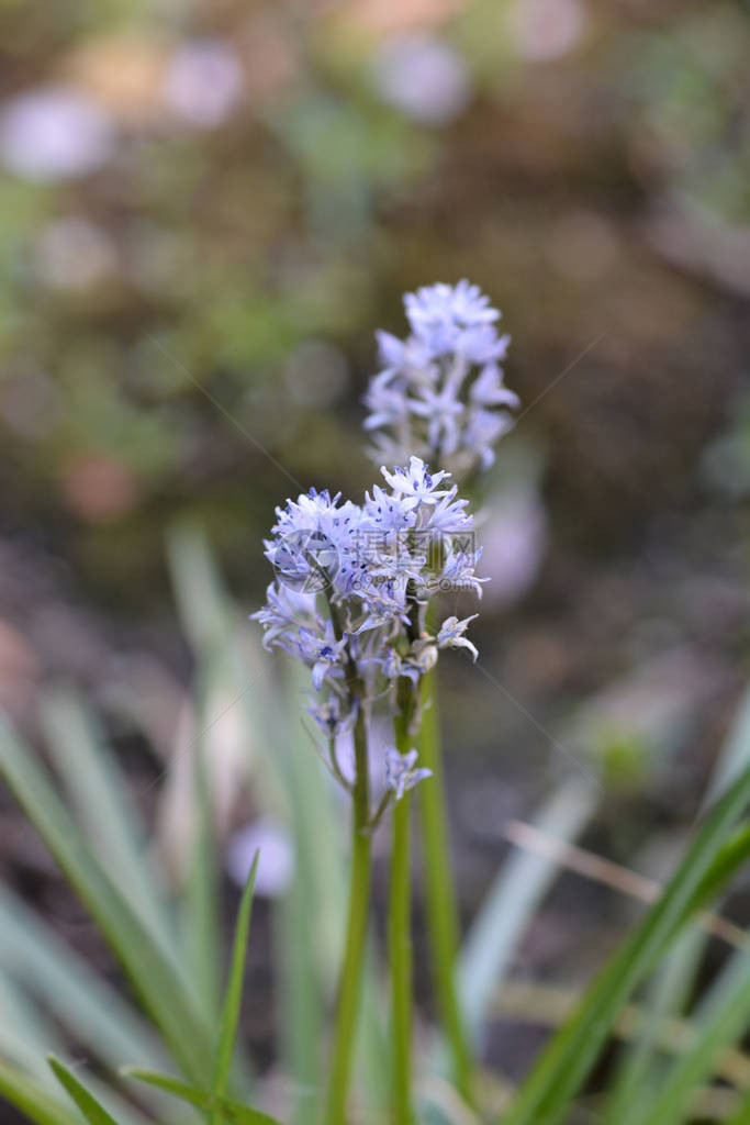 意大利风信子拉丁名Hyacinthoidesi图片