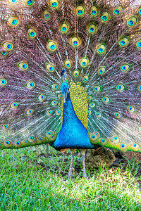雄印度孔雀在花园公炫耀它的羽毛图片