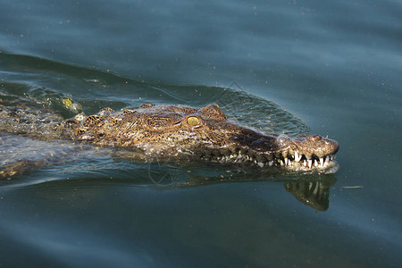 美国鳄鱼Crocodylusacuutus在水中以开图片