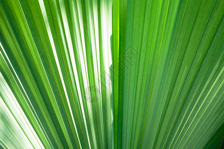 明亮绿色热带树叶的纹理图片