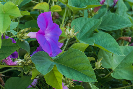 清晨的光辉植物花朵和鲜花图片