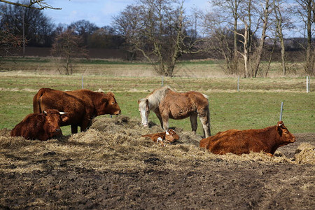 一群牛小牛和马在草地上图片