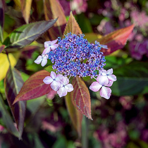 蓝冠Hydrangea仍图片