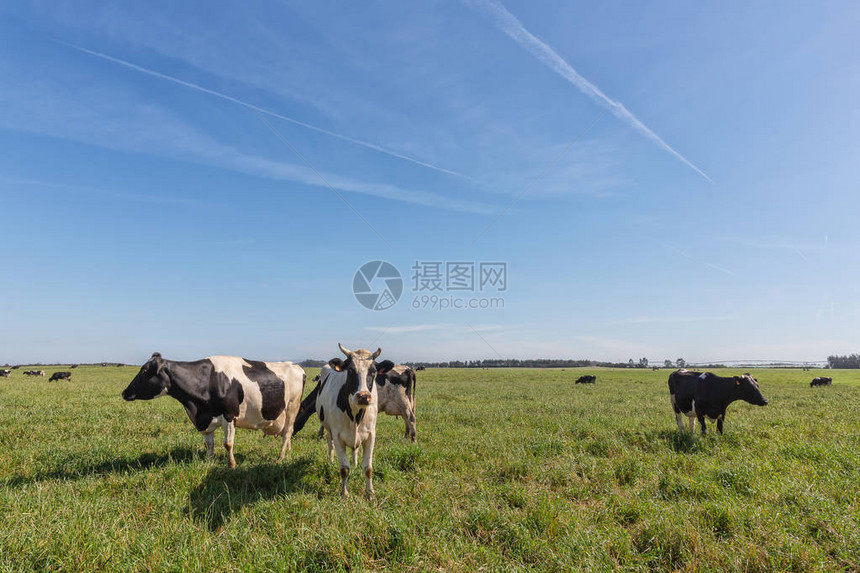 霍尔斯坦的奶牛饲养弗瑞斯人图片