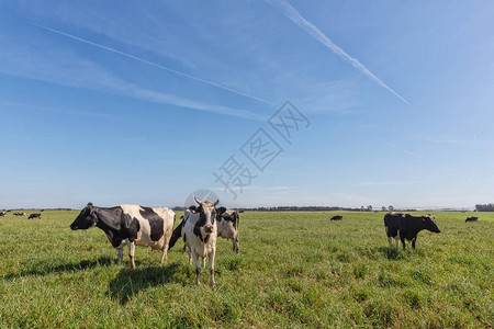 霍尔斯坦的奶牛饲养弗瑞斯人高清图片