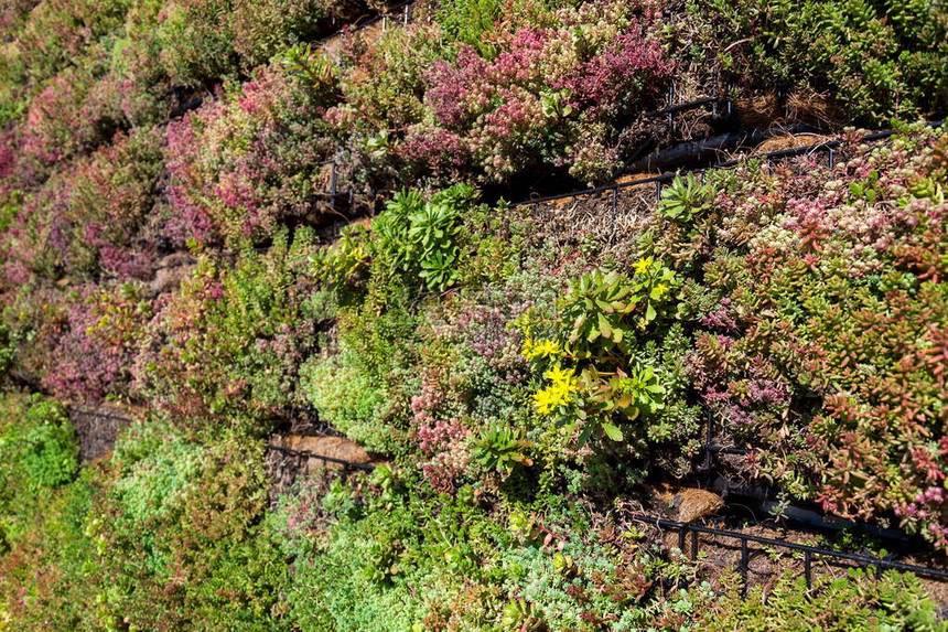 用填土的镀锌铁丝石笼网箱绿色生活墙垂直花园外立面生长的图片