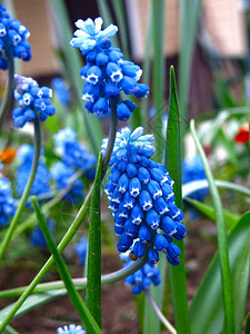 春天盛开的蓝色小穆斯卡里花图片