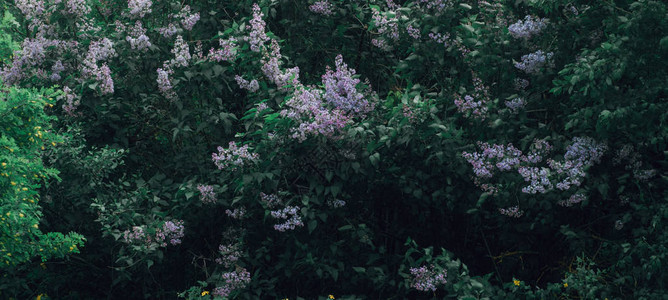 深绿色花园中的丁香灌木春天的背景图片