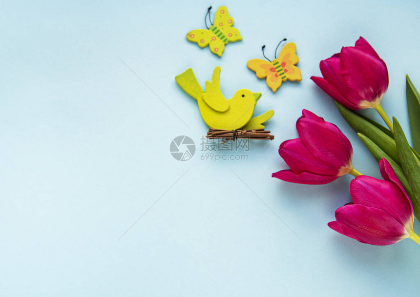 美丽的郁金香花束在蓝色图片