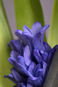 深底背景的蓝色花朵Hyacinth与工图片