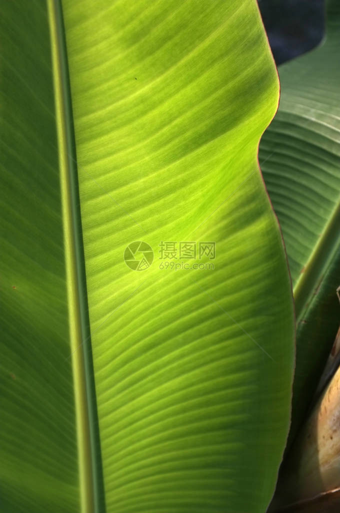 新鲜的绿色香蕉叶纹理背景图片