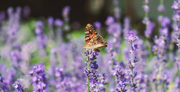 夏日蝴蝶花上的蝴蝶背景图片