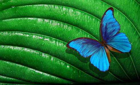 生态概念纯自然概念明亮的五颜六色的蓝色大闪蝶在水滴中的绿叶上热带图片