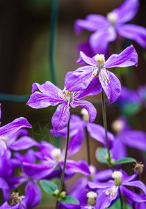 紫花模糊背景深绿集中和尖锐的花朵图片