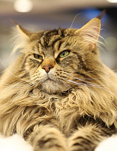 纯种斑纹猫的美丽肖像图片