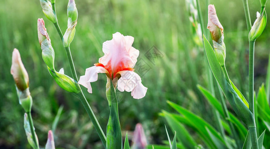 绿色背景上的鸢尾花和蕾粉红色图片