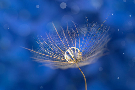 蒲公英种子上的露珠宏观背景蓝色花降落伞上的水滴平静的概念是一图片
