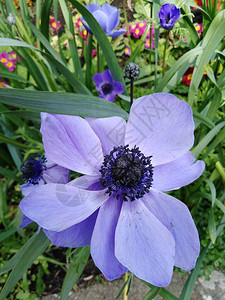 花园里的紫色花朵西番莲图片