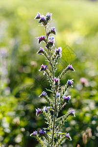 蜜蜂从田间植物Echiumvulgare中采集花蜜图片