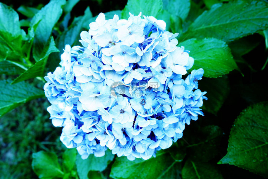 Hydrangea灌木丛图片