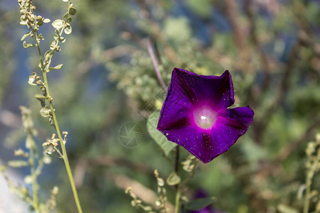 美丽的野生紫色花特写图片